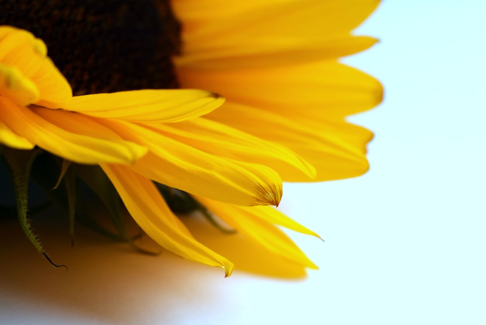 Nikon D3300 sample photo. Sunflower, flower, petals photography