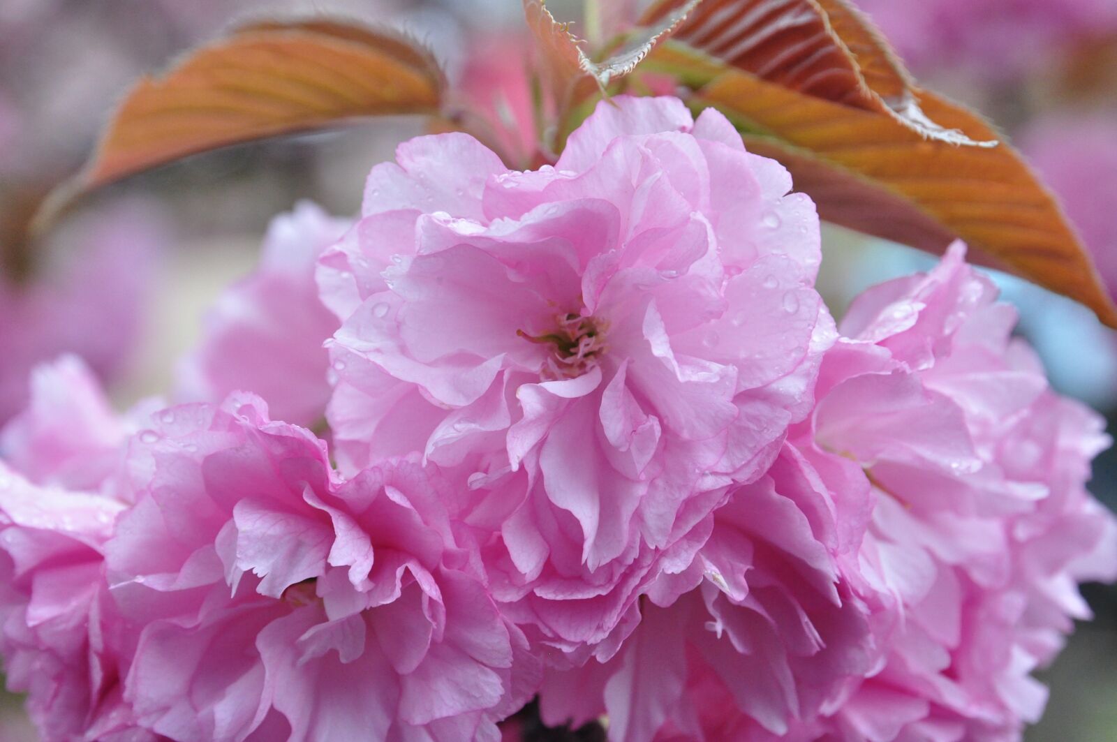 Nikon D5000 sample photo. Flower, cherry blossoms, pink photography