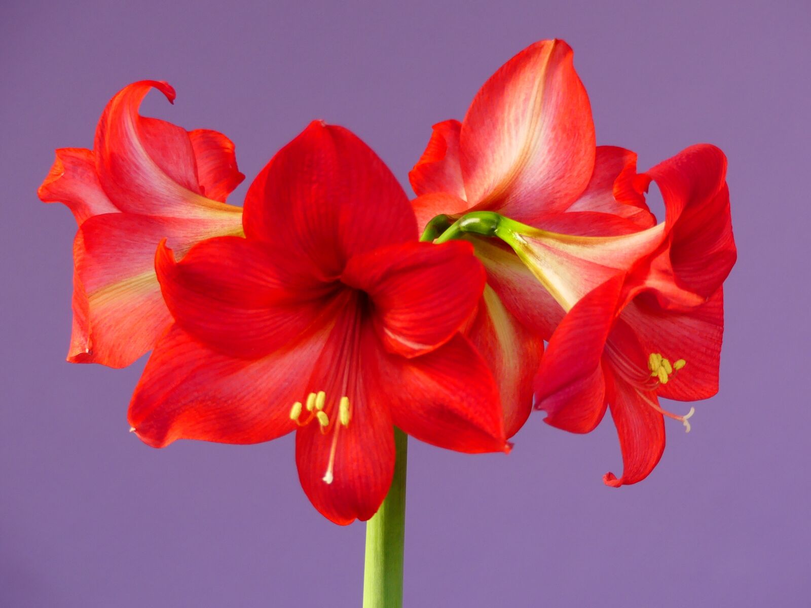 Panasonic Lumix DMC-FZ300 sample photo. Flowers, amaryllis, blossom photography