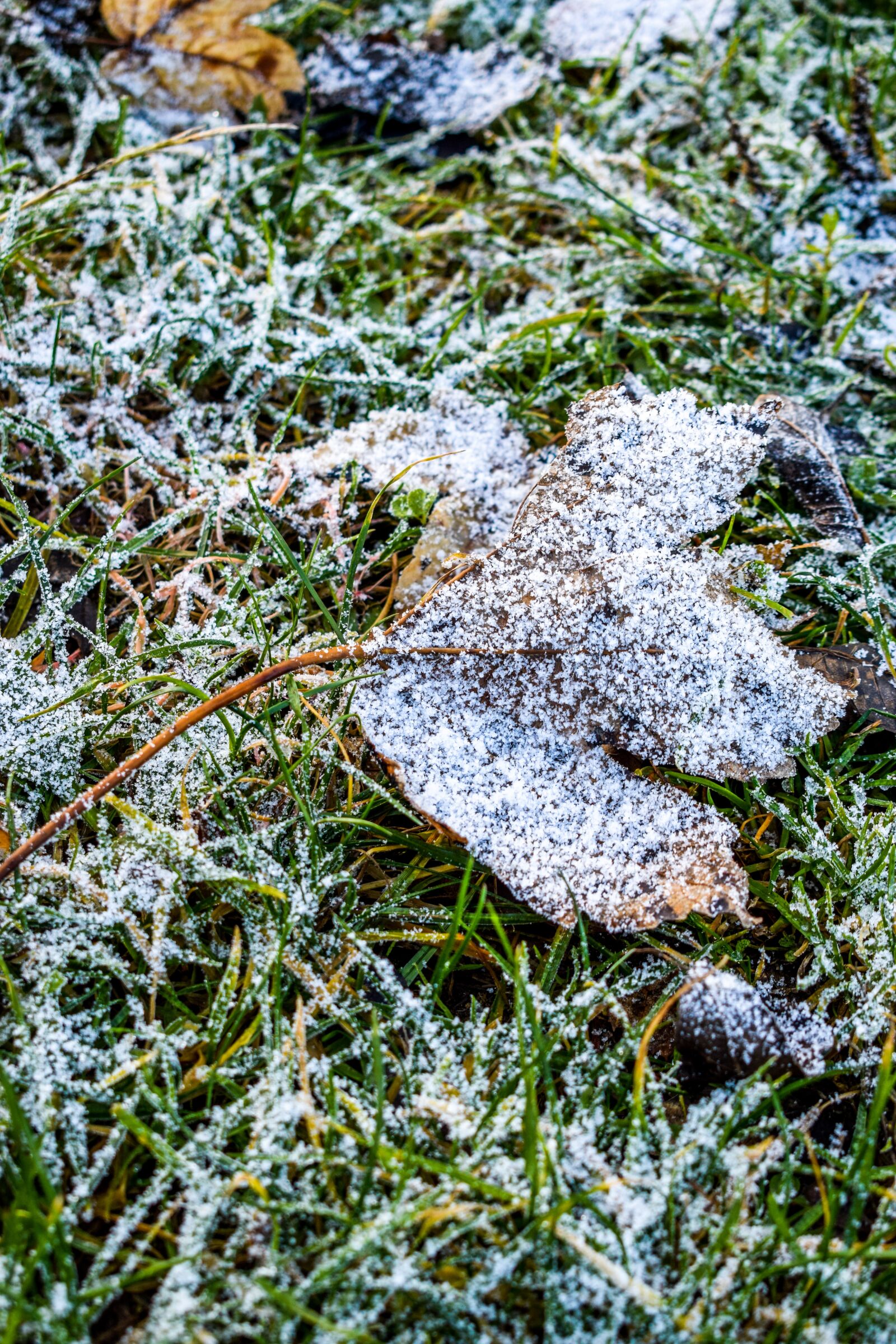Nikon D5300 sample photo. Snow, gel, cold photography