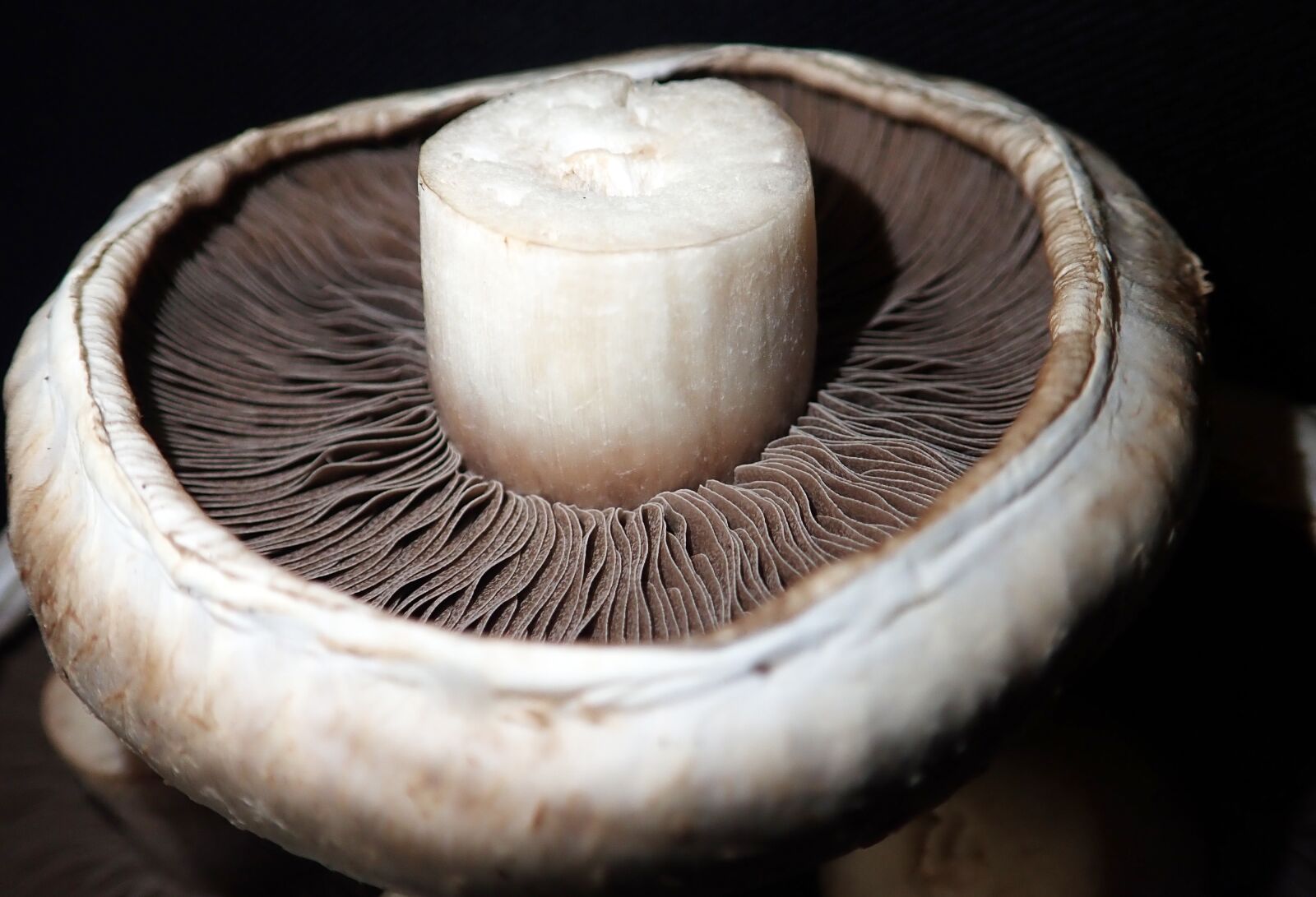 Olympus TG-5 sample photo. Mushroom, vegetable, food photography