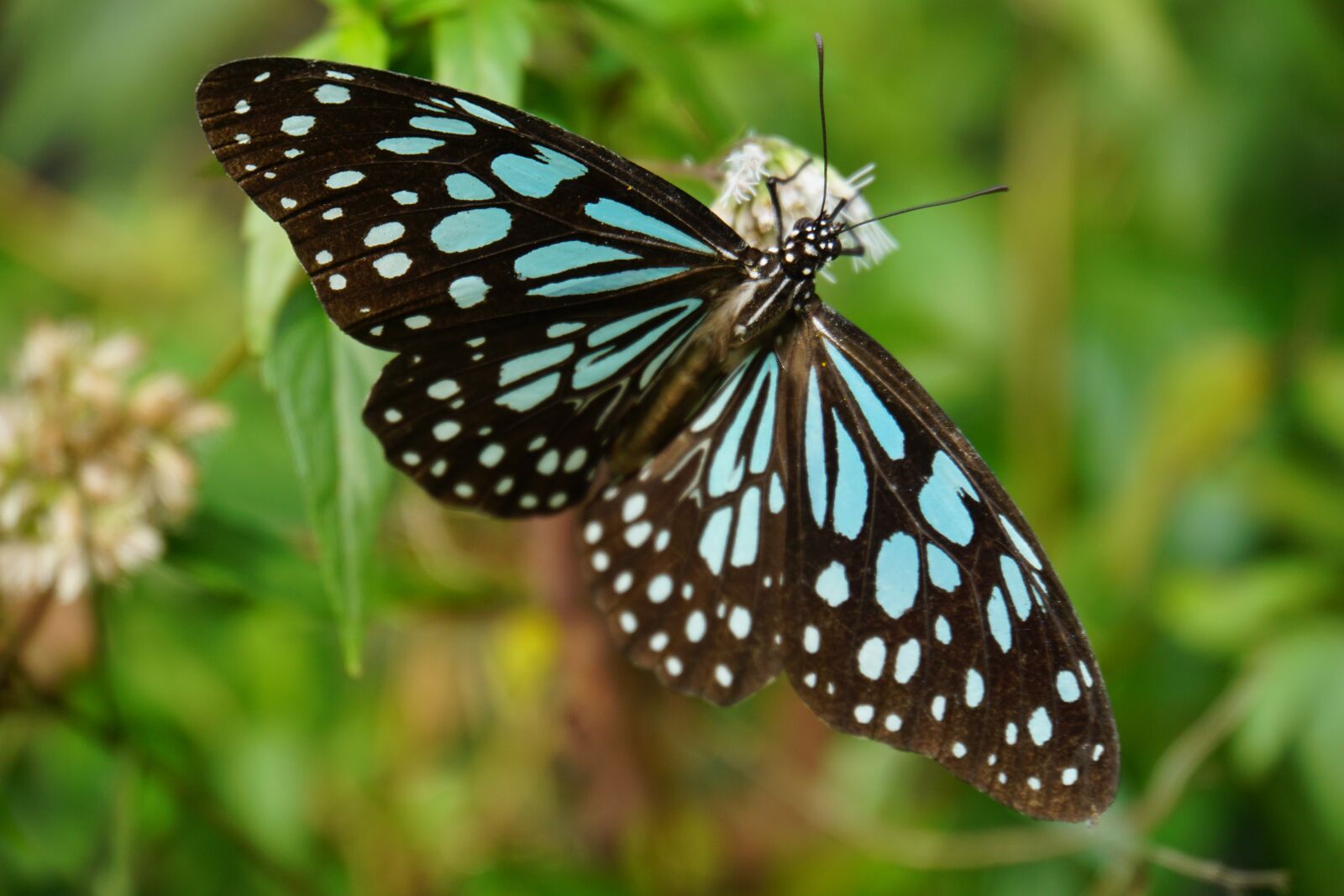 Sony E 18-200mm F3.5-6.3 OSS LE sample photo. Quentin chong, butterfly, flower photography