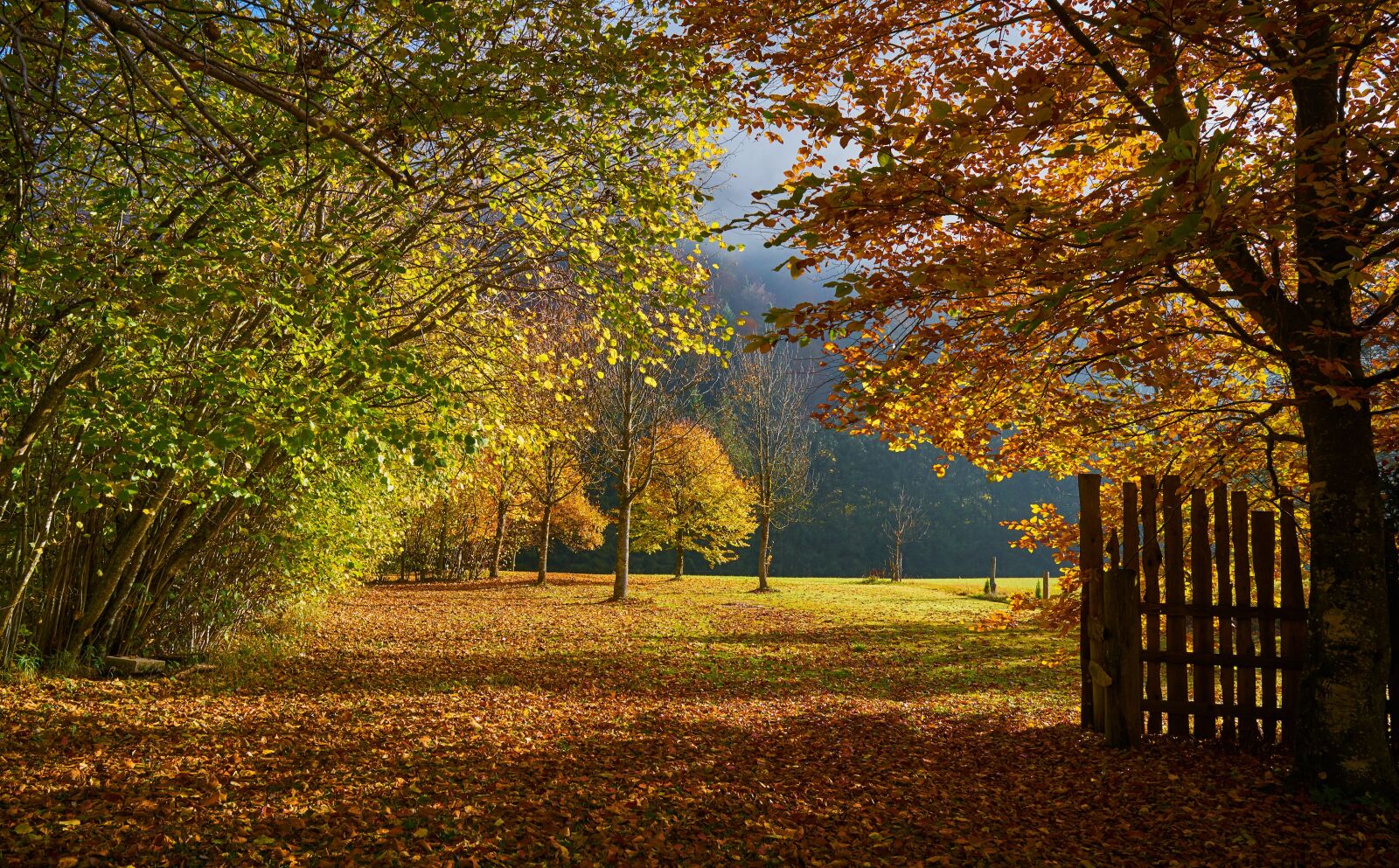 Sigma 16mm F1.4 DC DN | C sample photo. Autumn, hagertal, nature photography