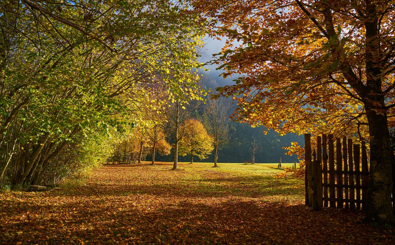 Sony a6300 + Sigma 16mm F1.4 DC DN | C sample photo. Autumn, hagertal, nature photography