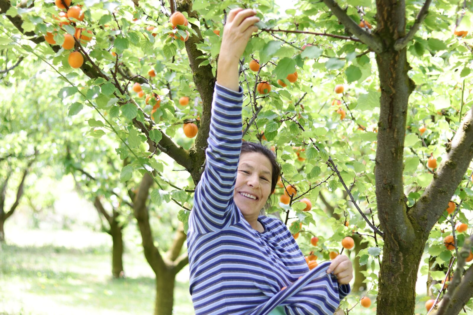 Canon EOS 80D sample photo. Mother, orchard, apricots photography