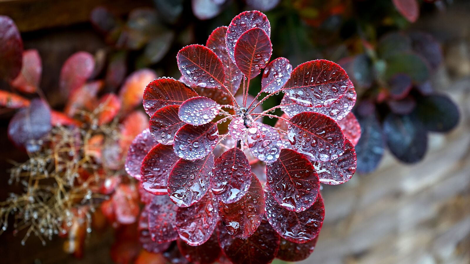 Sony a7 + Sony FE 28-70mm F3.5-5.6 OSS sample photo. Plant, rain, nature photography