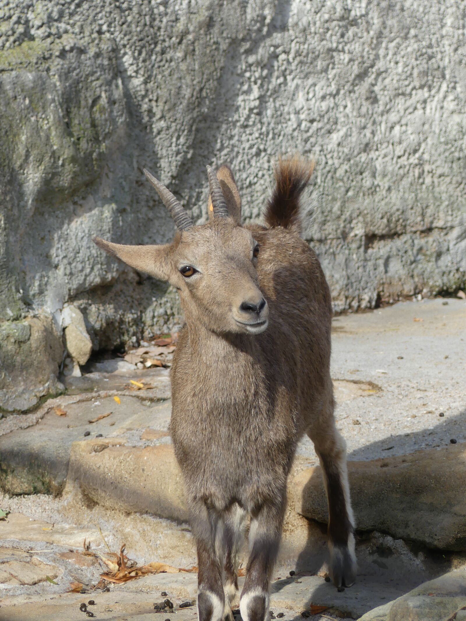 Panasonic Lumix DMC-FZ300 sample photo. Mountain goat, chamois, capricorn photography