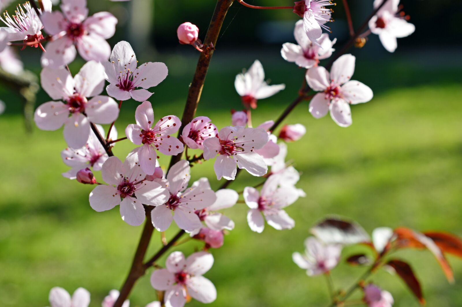 Nikon D3200 sample photo. Blood plum, prunus cerasifera photography