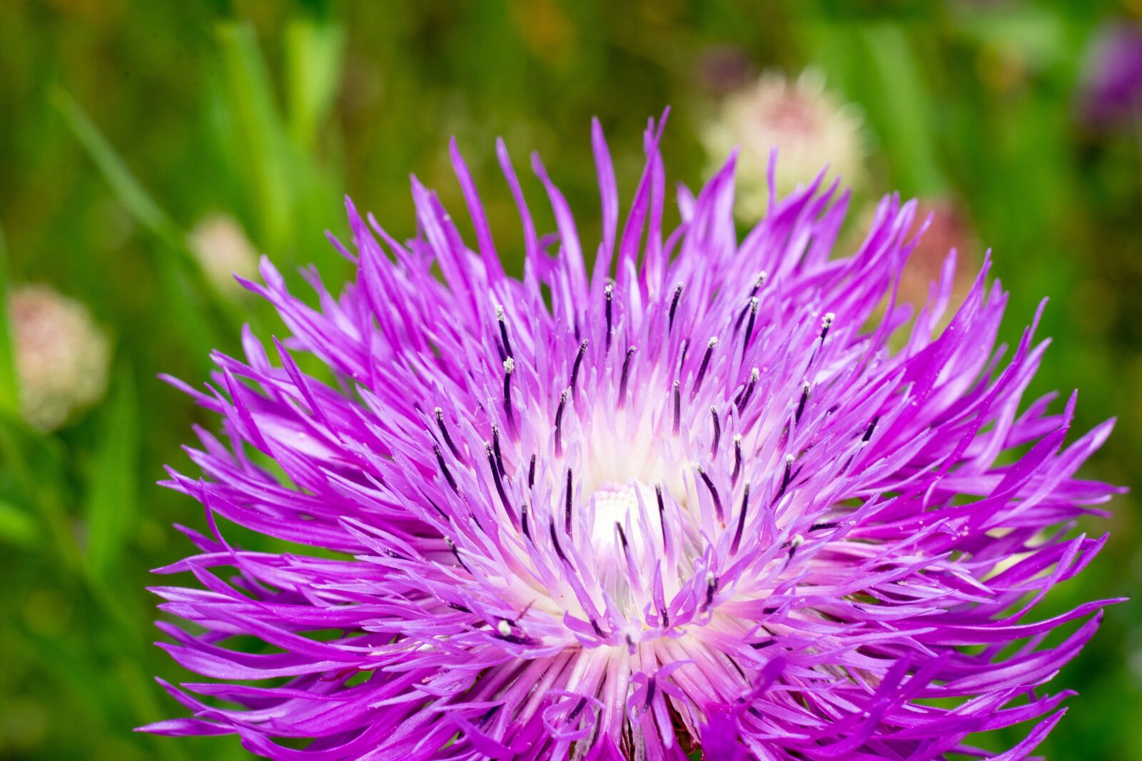 Sony a7 II + Sony FE 50mm F1.8 sample photo. Green, flower, nature photography