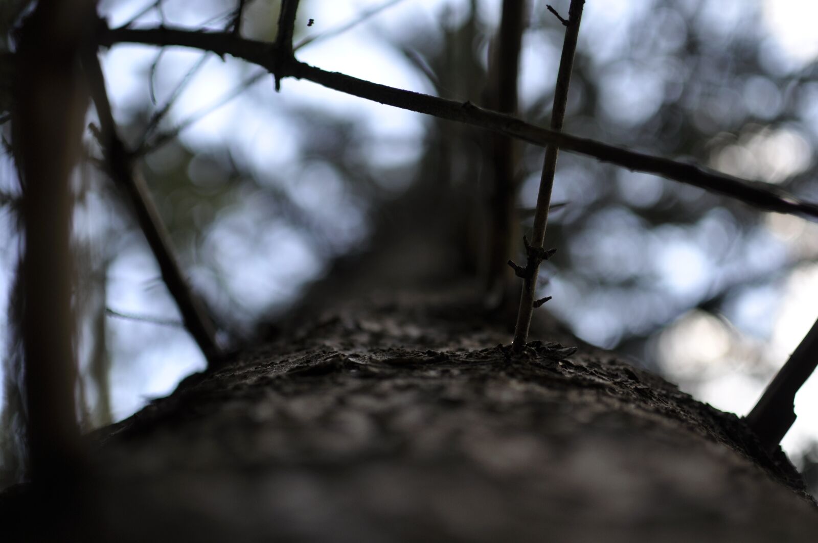 Nikon D90 sample photo. Bodenrod, macro, germany photography