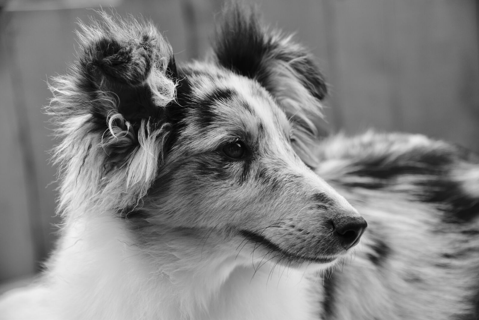 Nikon D5600 sample photo. Dog, bitch shetland sheepdog photography