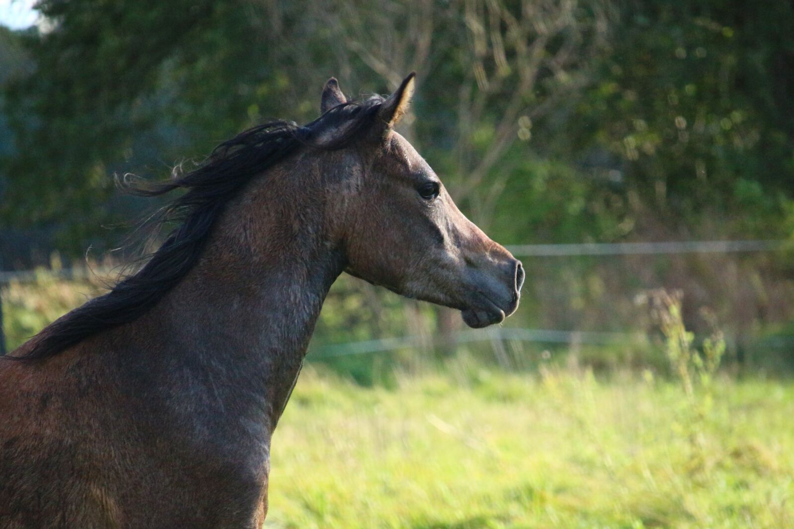 Canon EOS 100D (EOS Rebel SL1 / EOS Kiss X7) sample photo. Horse, brown, brown mold photography
