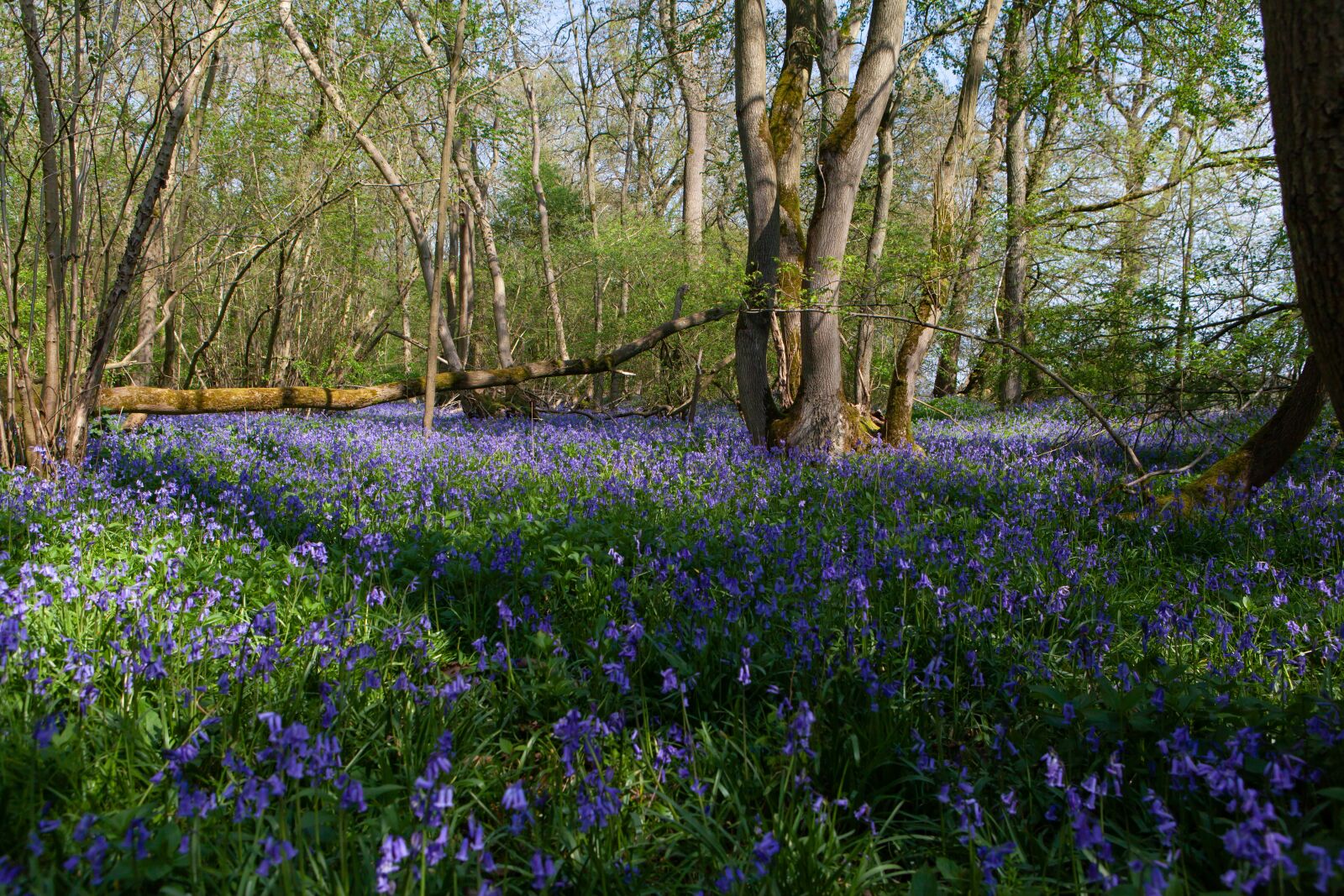Canon EOS 5D Mark II + Canon EF 24-70mm F2.8L USM sample photo. Bluebell forest, bluebell flower photography
