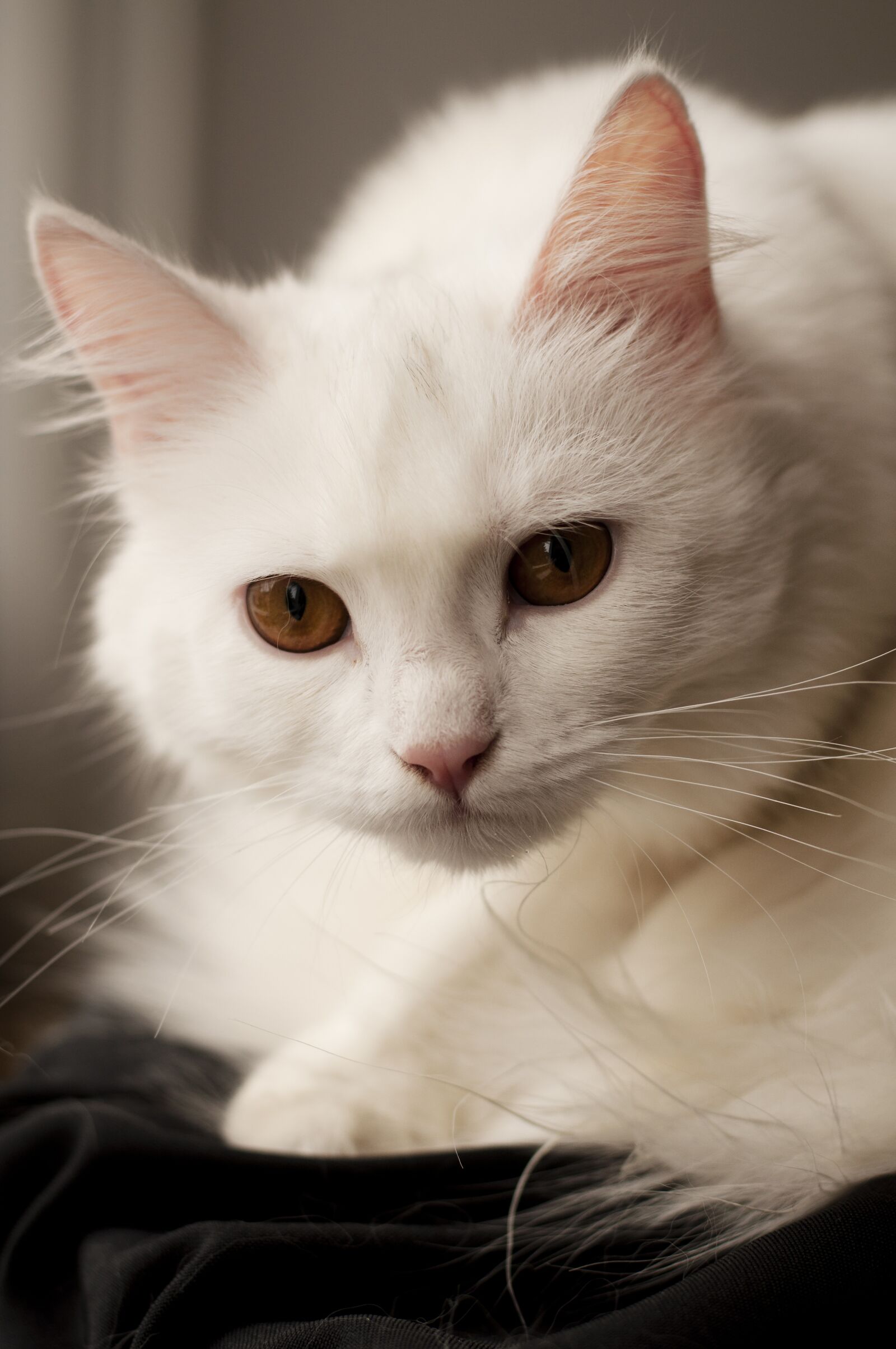 Nikon D5000 sample photo. Cat, cute, animal photography