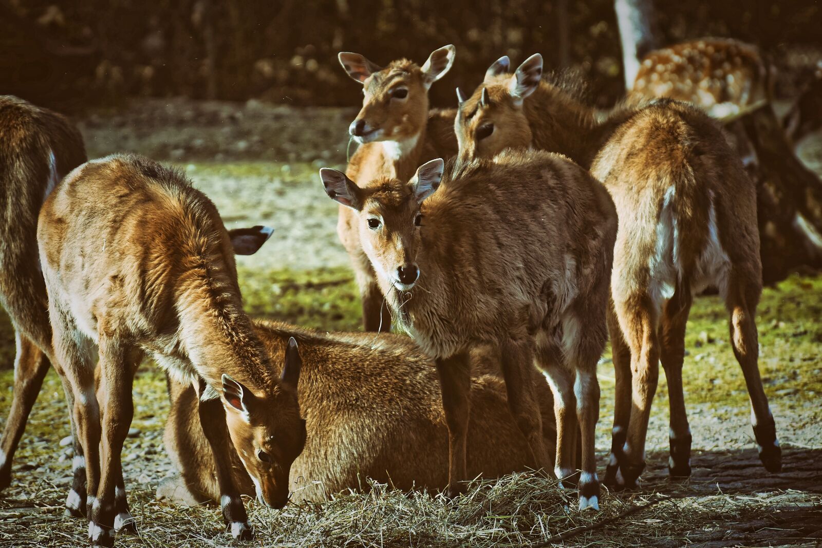 Nikon D7200 sample photo. Blackbuck, wild animal, african photography