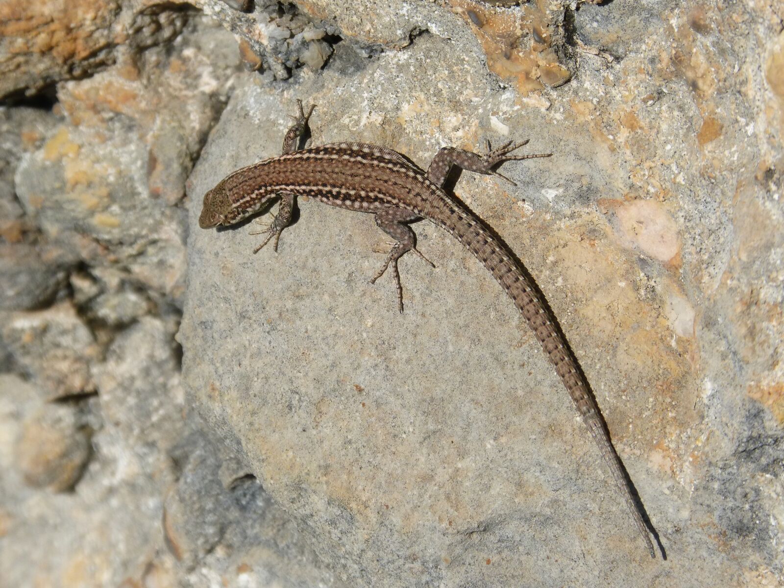 Panasonic DMC-FZ62 sample photo. Lizard, rock, montsant photography