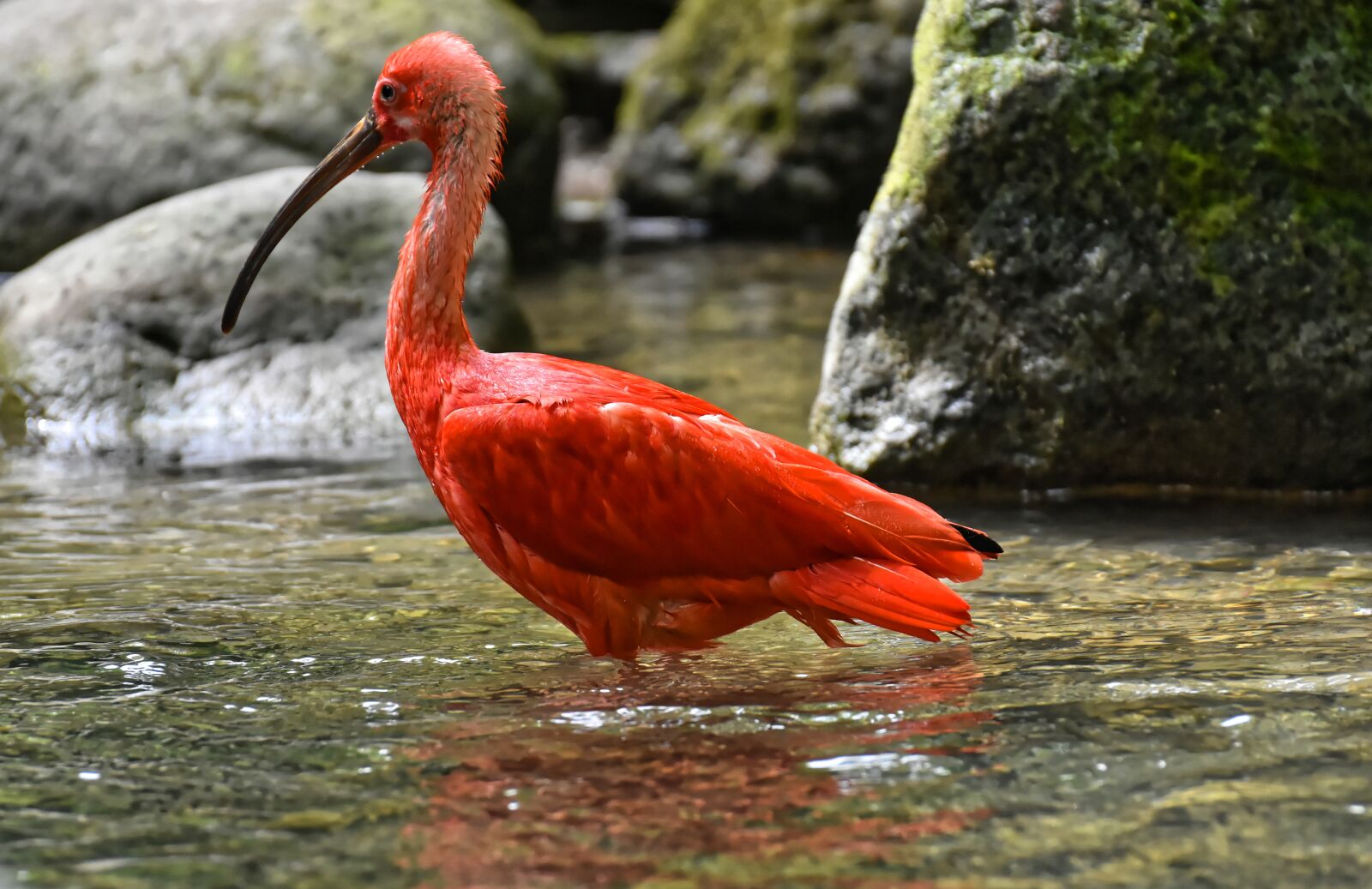 Nikon D7200 sample photo. Ibis, eudocimus ruber, scarlet photography