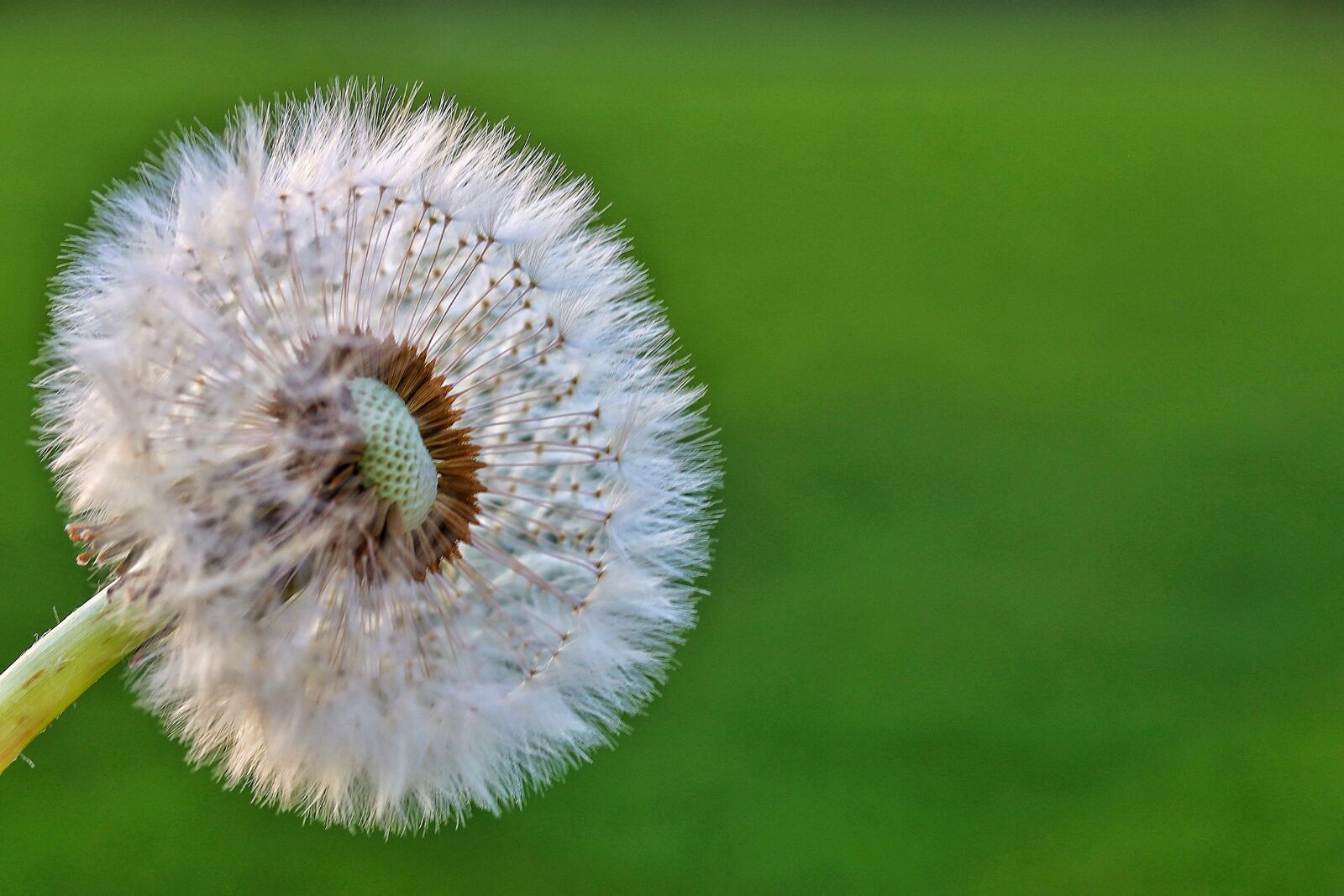 Canon EOS R sample photo. Dandelion, flower, summer photography