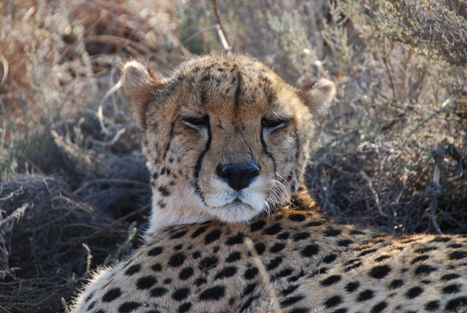 Nikon D80 sample photo. Cheetah, south africa, wildlife photography
