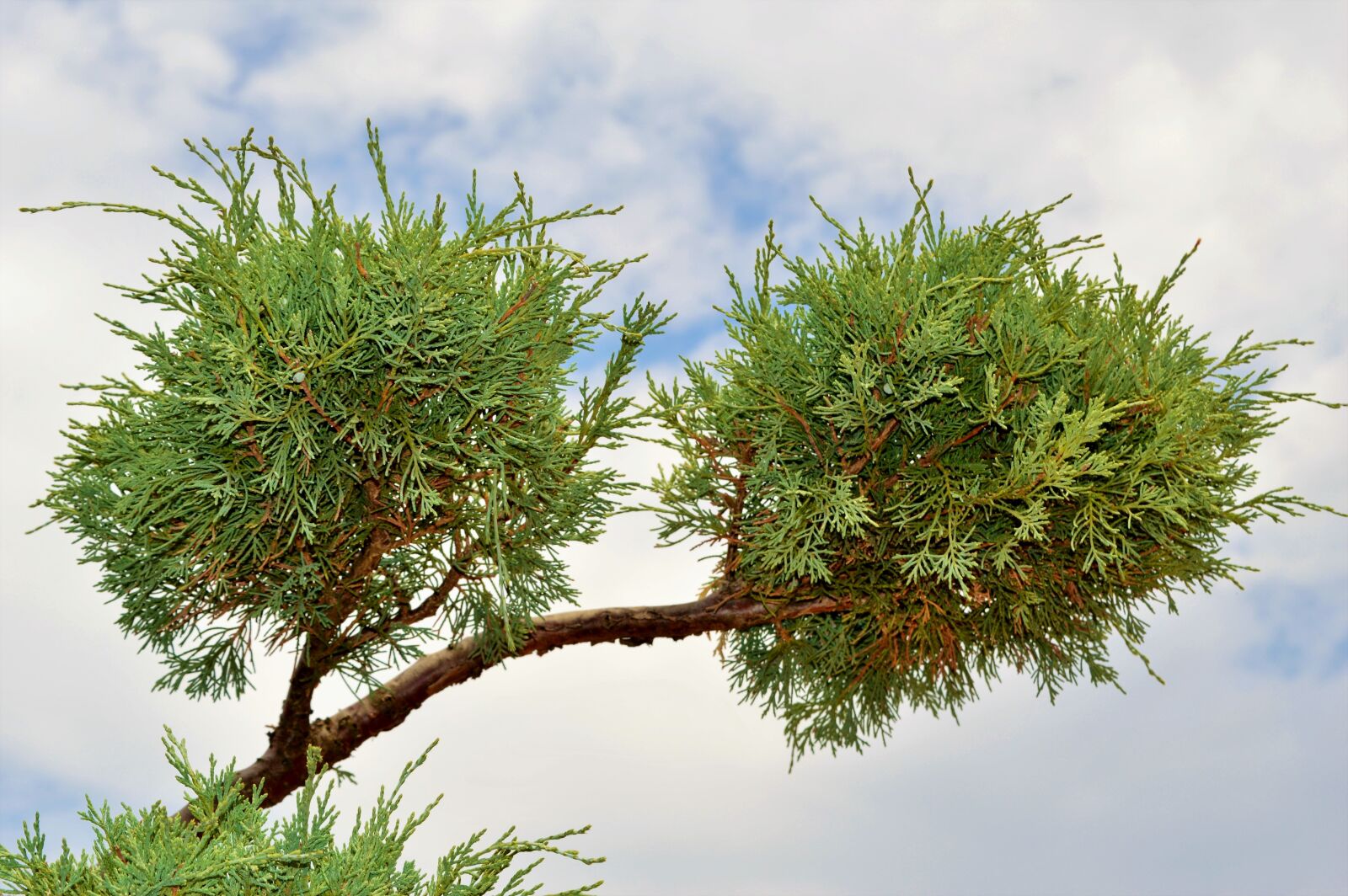 Nikon D3200 sample photo. Shrub-juniper, bush, juniper photography