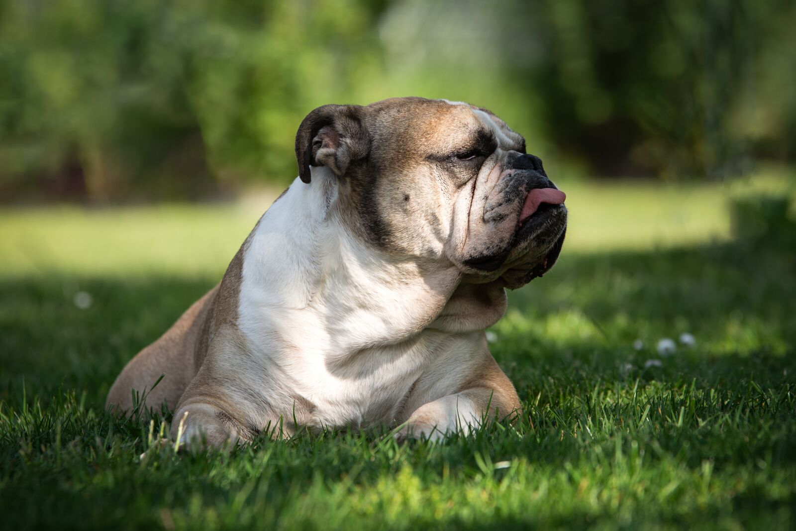 Nikon D7200 sample photo. Dog, bulldog, portrait photography