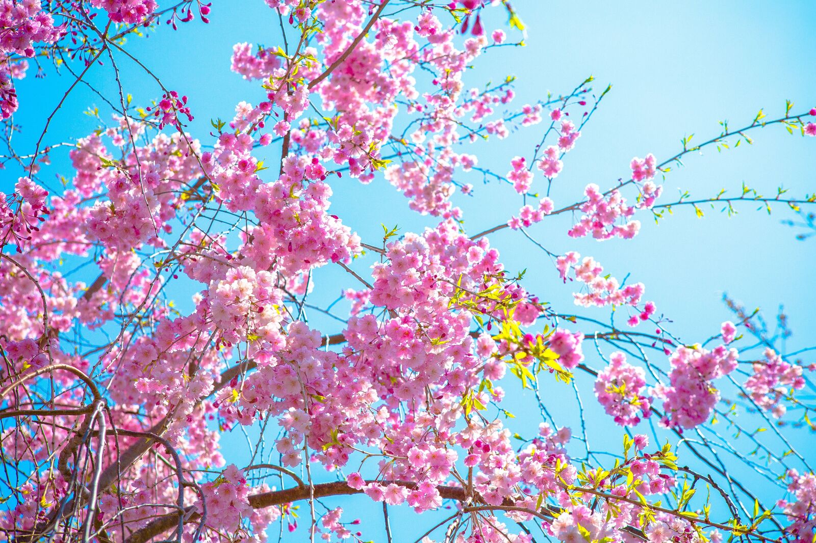 Canon EF 24-70mm F2.8L USM sample photo. Flower, sakura, plant photography