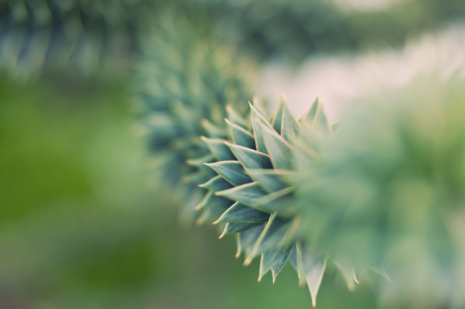 Nikon D300 sample photo. Blur, bright, flora photography