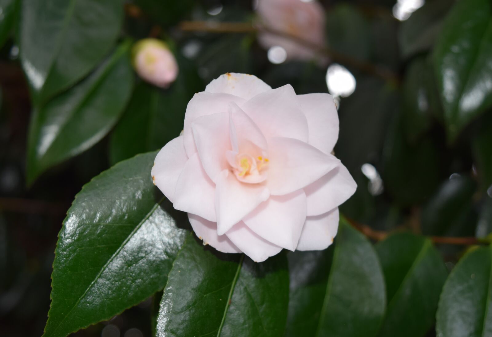Nikon D5300 sample photo. Flower, flowers photography