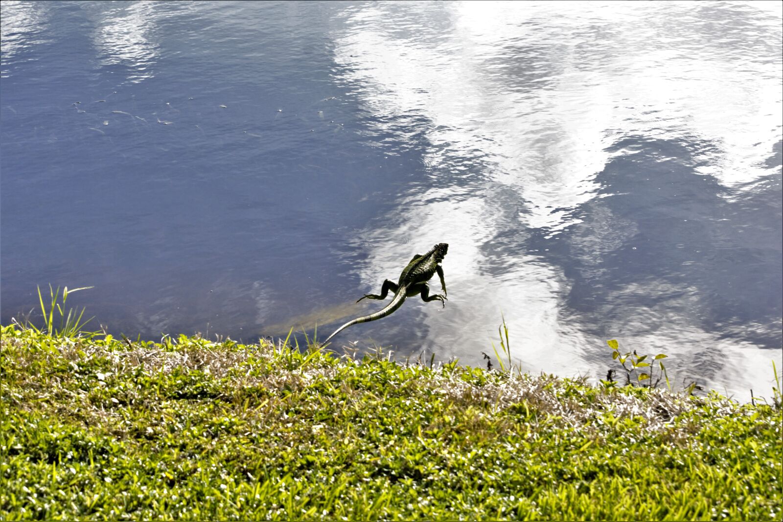 Nikon D7100 sample photo. Iguana, jumping into river photography