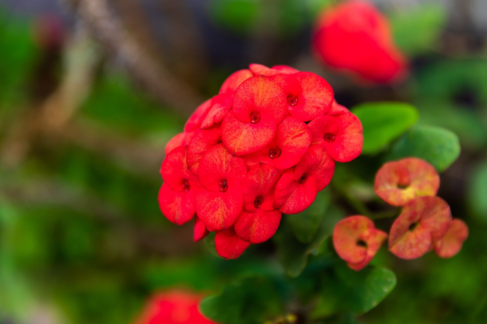 Canon EF 24-70mm F2.8L II USM sample photo. Flower, red, nice photography