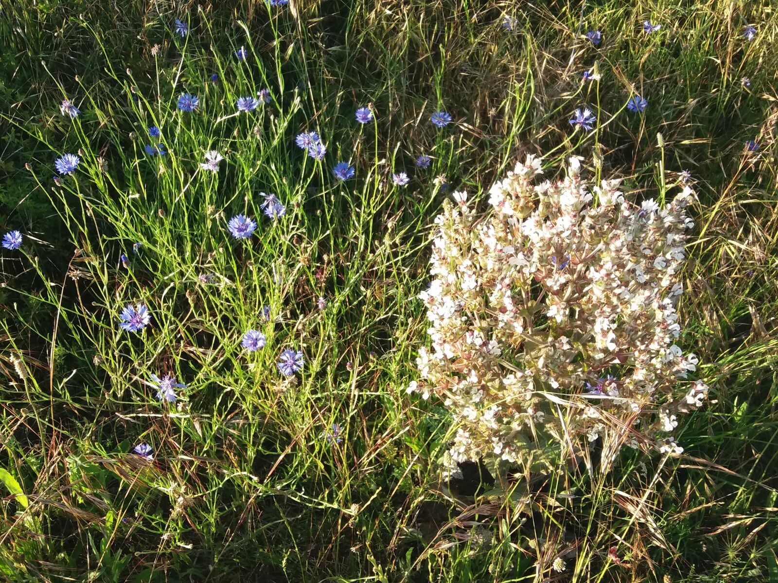Samsung Galaxy J5(2016) sample photo. Field, flowers, rural photography