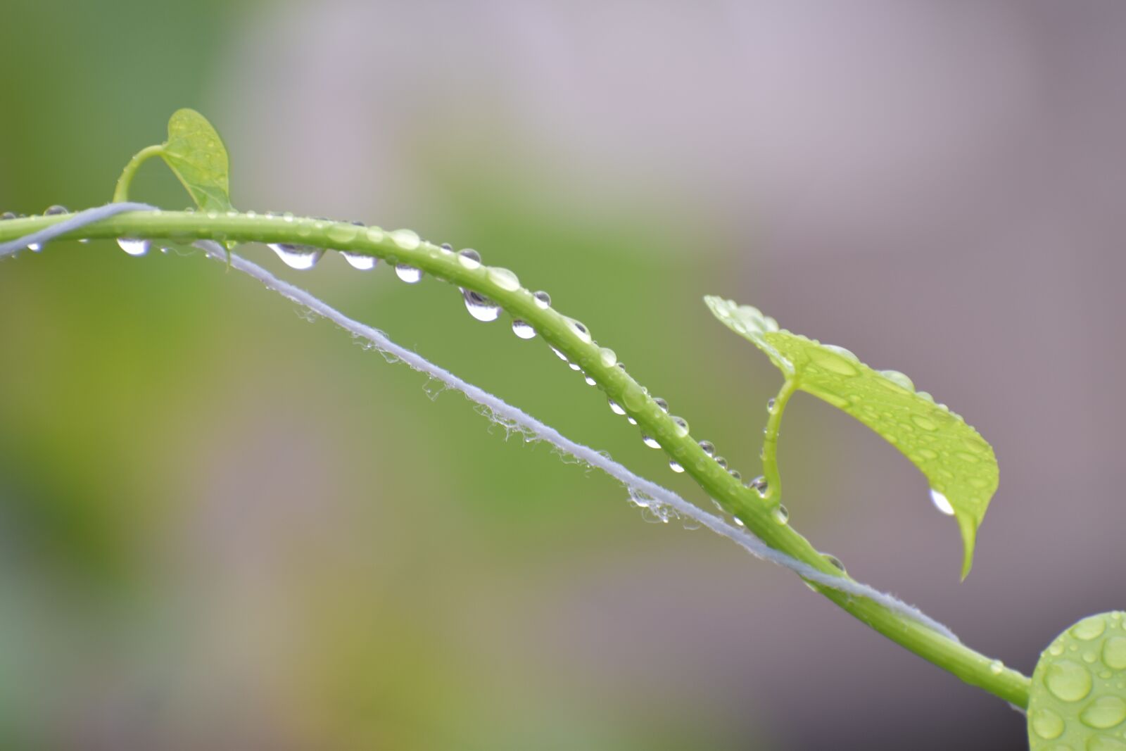 Nikon D5600 sample photo. Rain drops, queue, droplets photography