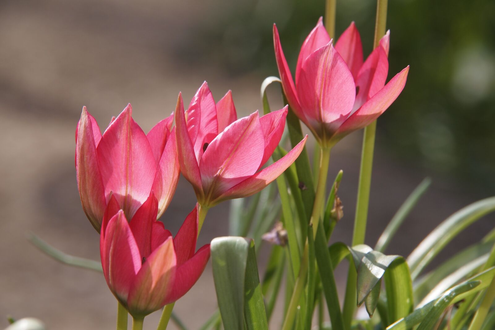 Olympus PEN E-PL2 sample photo. Botanical, tulip, pink photography