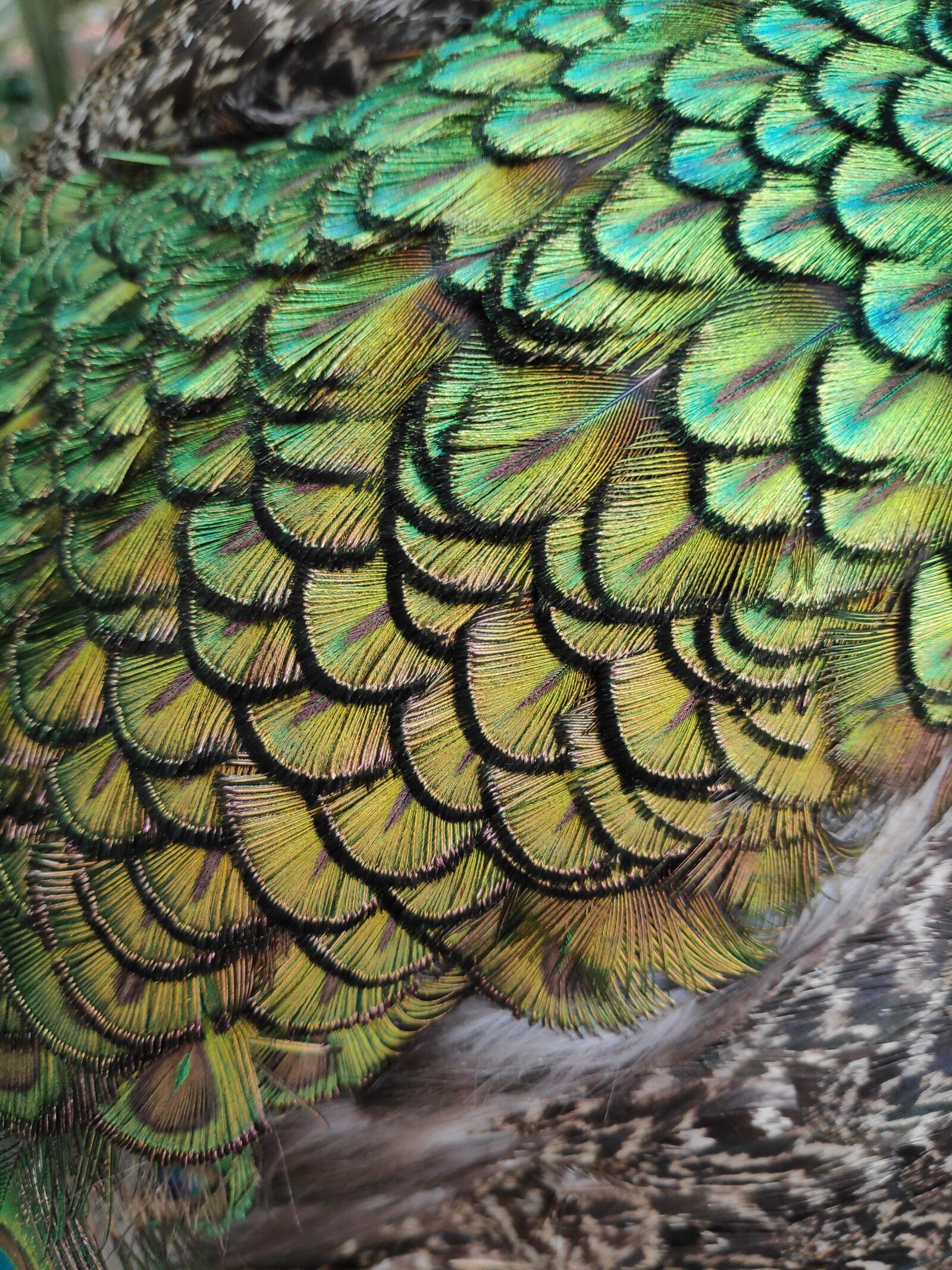 Xiaomi POCO F1 sample photo. Bird, feather, peacock feather photography