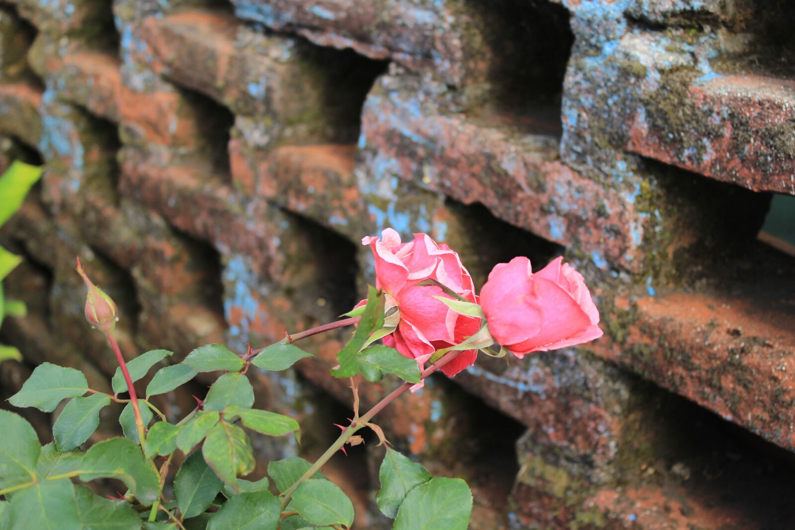 Canon EOS 1200D (EOS Rebel T5 / EOS Kiss X70 / EOS Hi) sample photo. Rosa, bricks, green photography