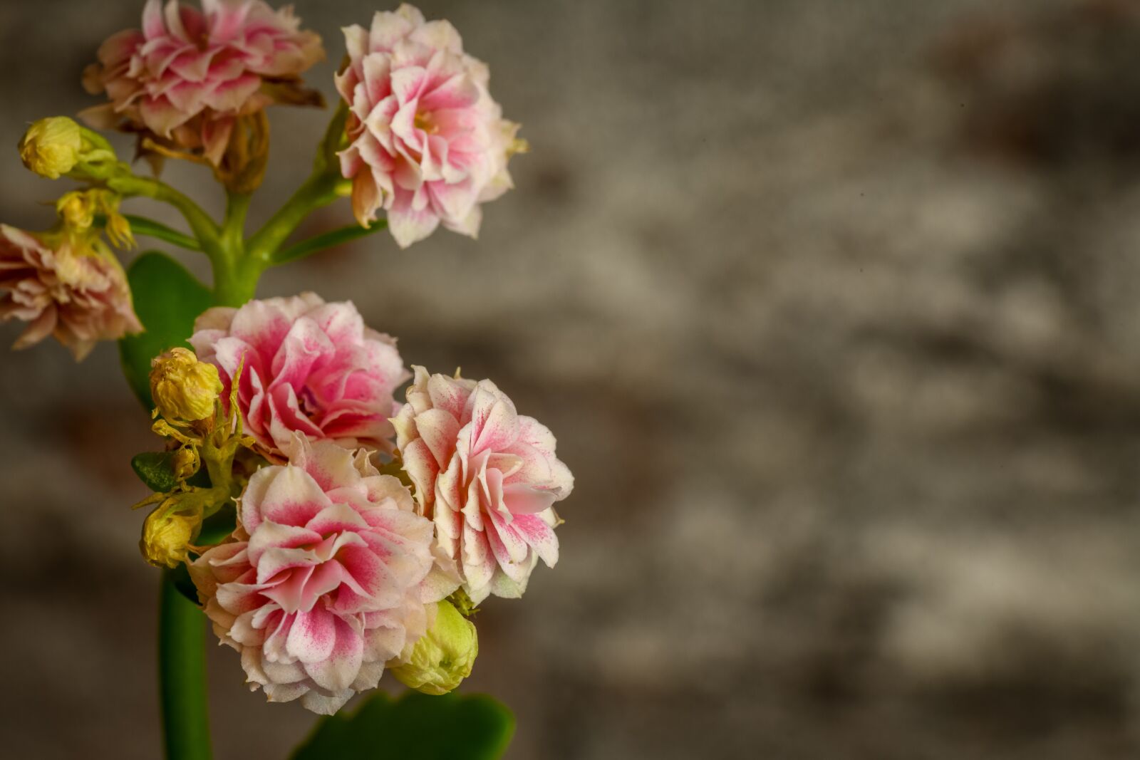 Nikon D850 sample photo. Florets, blossom, bloom photography