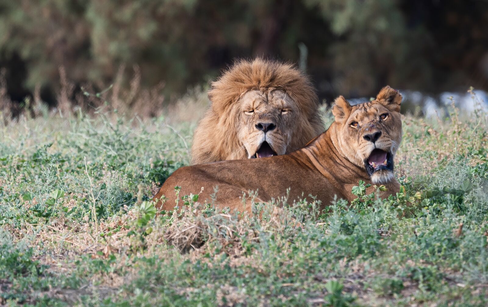 Nikon D810 sample photo. Lions, safari, predator photography