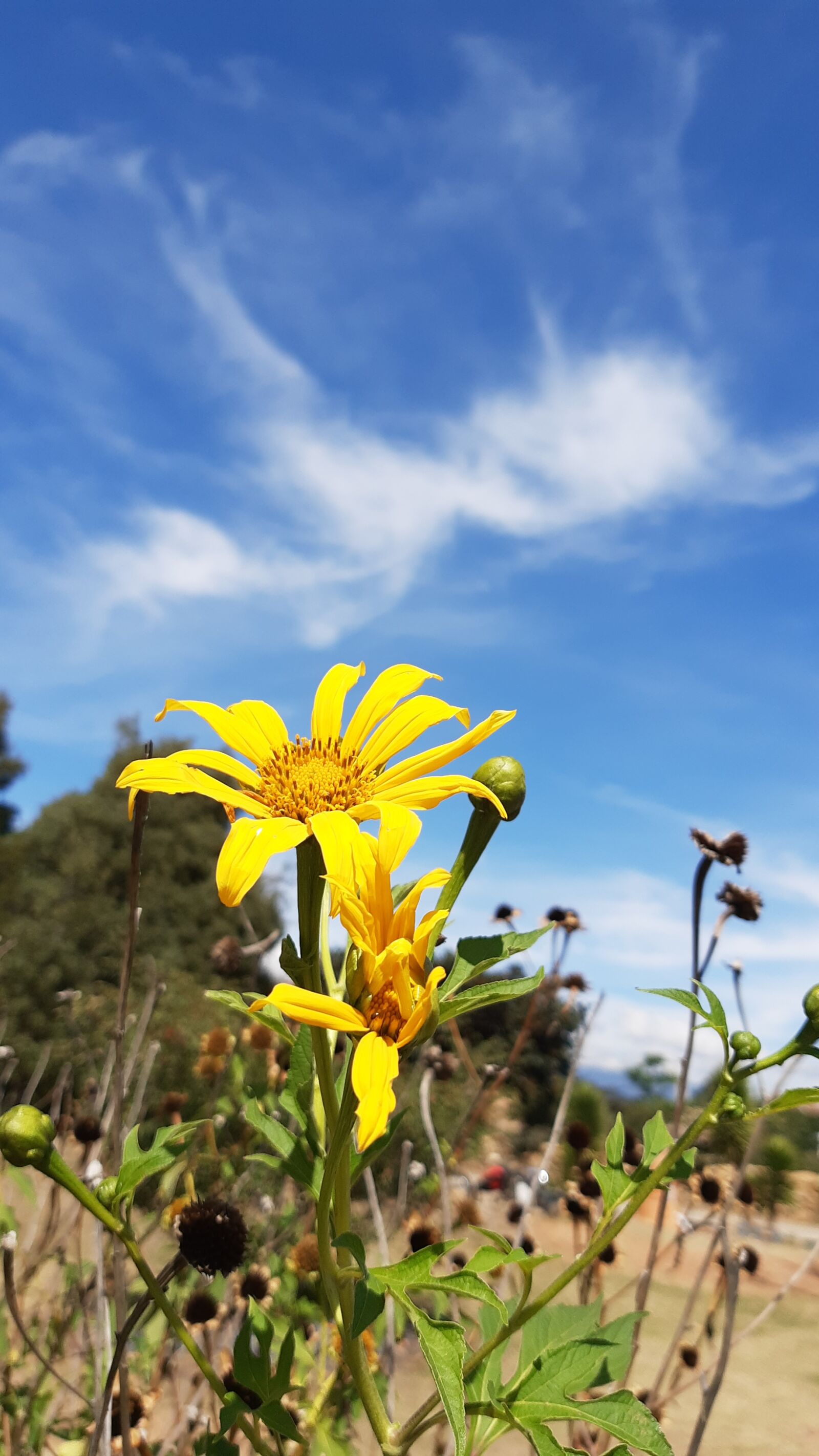 Motorola ONE VISION sample photo. Flowers, clouds, sky photography