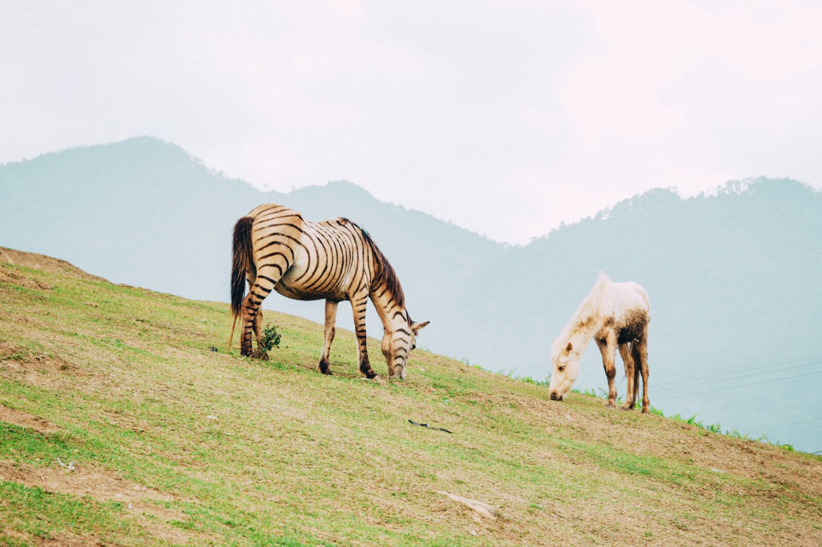 Nikon D700 sample photo. Horse, natural, mountain photography