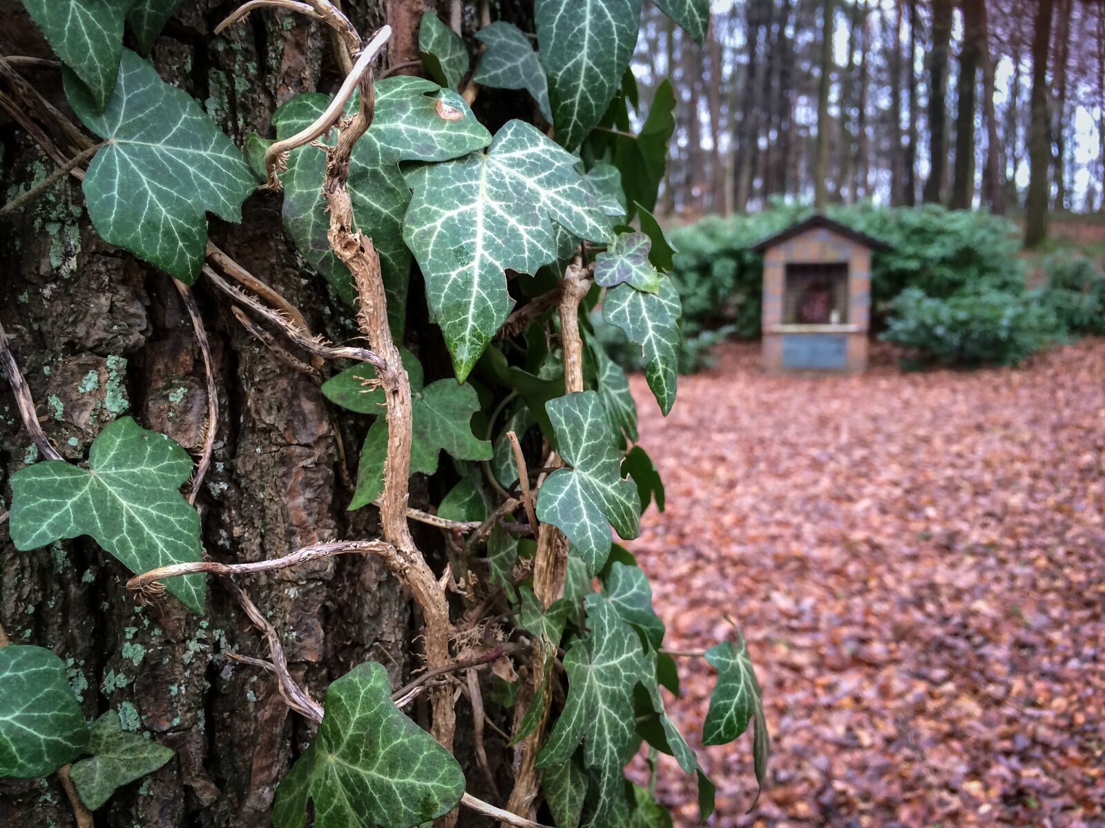 Apple iPhone 5s sample photo. Ivy, tree, bark photography