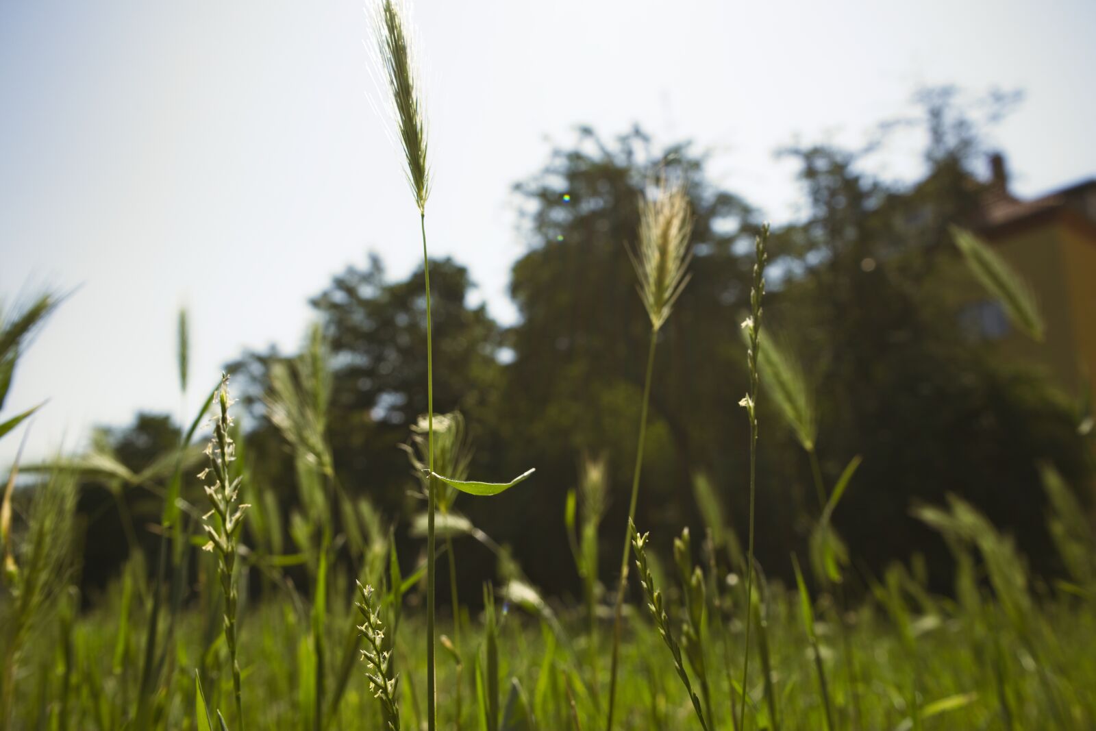 Sony a7 sample photo. Barley, grass, plant photography