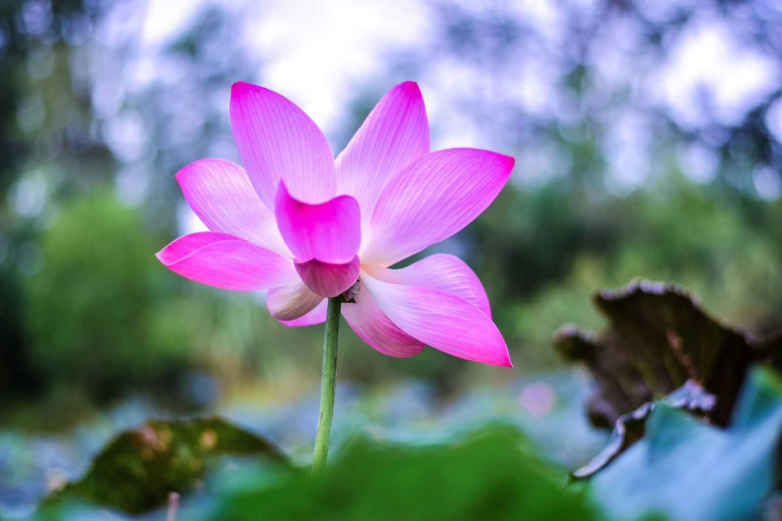 Nikon D5300 sample photo. Lotus, flowers, nature photography