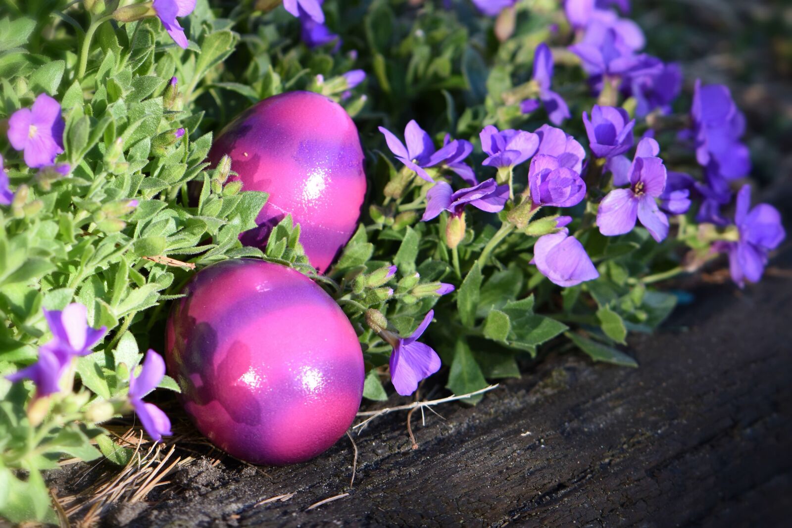 Nikon D5600 sample photo. Easter, easter greeting, easter photography
