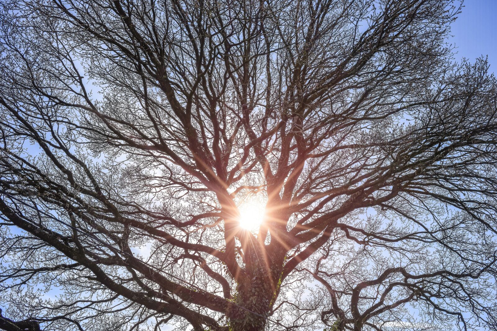 Nikon D3300 sample photo. Tree, sunbeam, nature photography