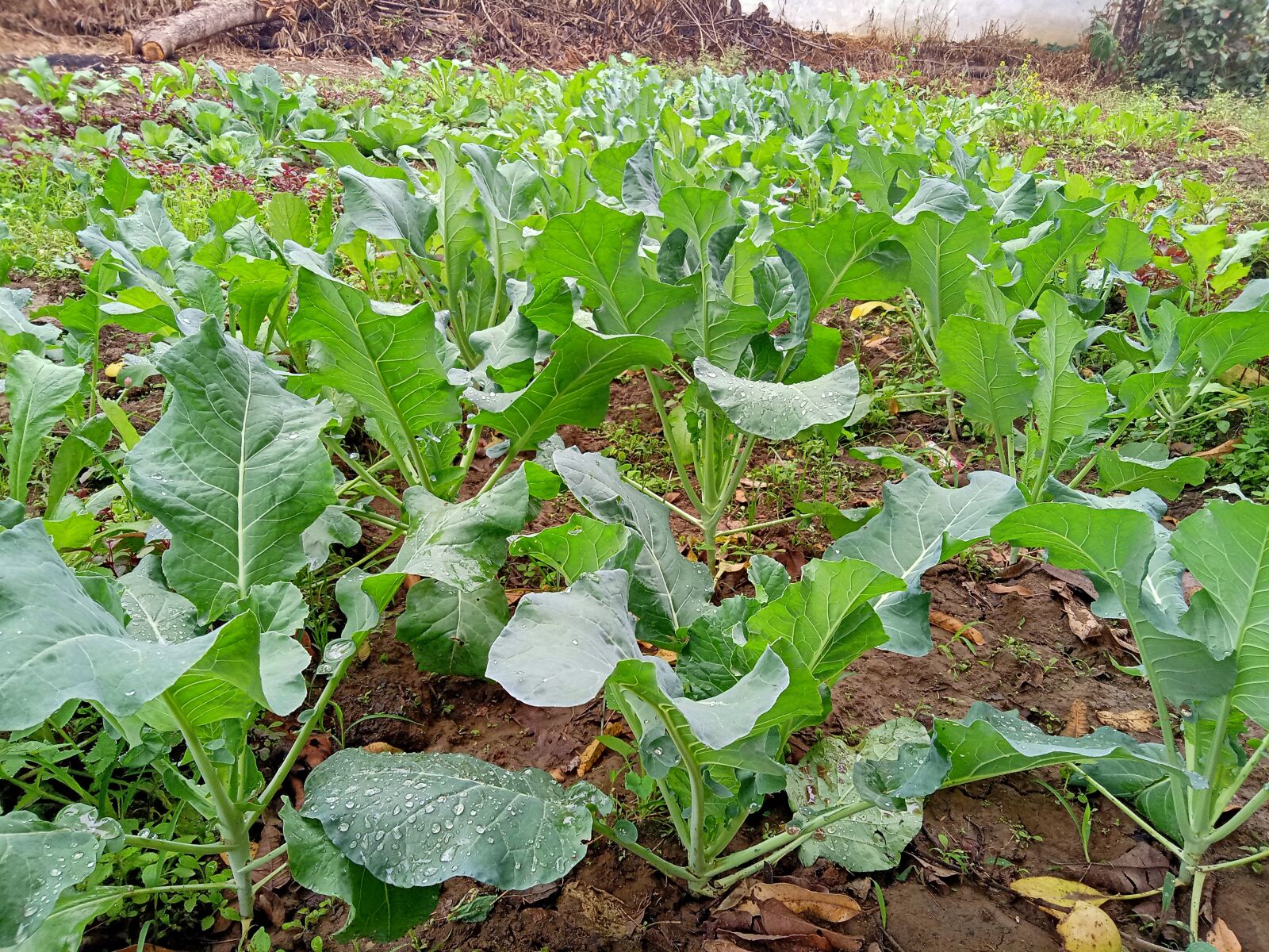 Realme C2 sample photo. Plants, flower, garden photography