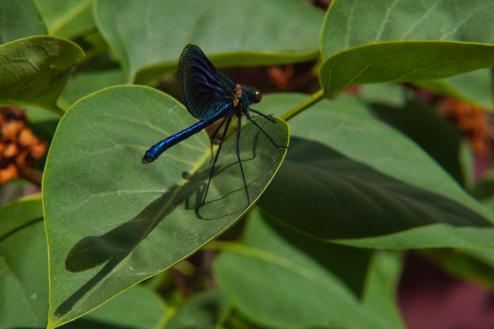 Sony a6400 sample photo. Dragonfly, insect, close up photography