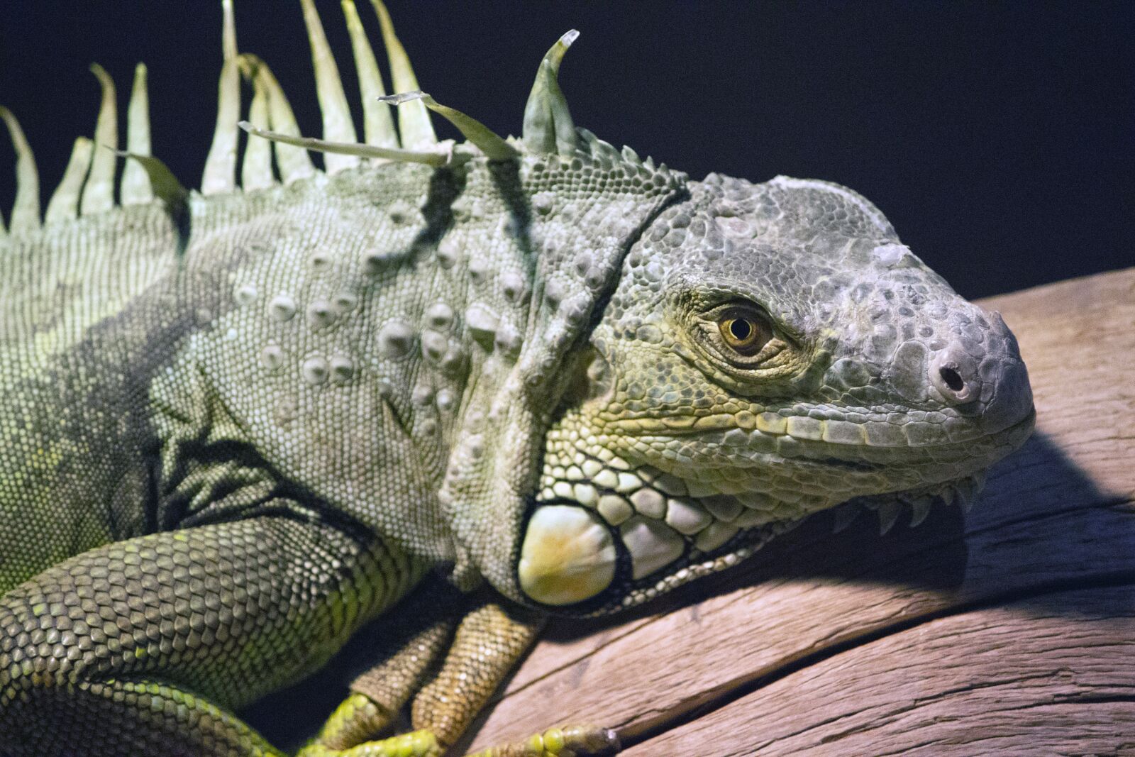 Canon EOS 700D (EOS Rebel T5i / EOS Kiss X7i) sample photo. Chameleon, zoo chameleon, green photography