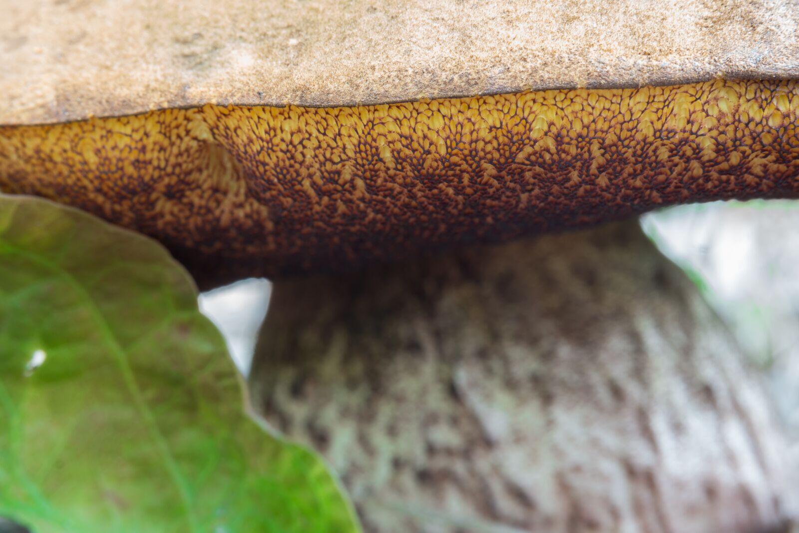 Samsung NX300M sample photo. Mushroom, rac, chestnut mushroom photography