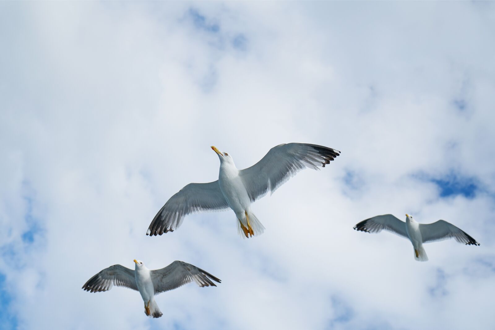 Sony a7R II + Sony Vario Tessar T* FE 24-70mm F4 ZA OSS sample photo. Birds, seagull, gulls photography