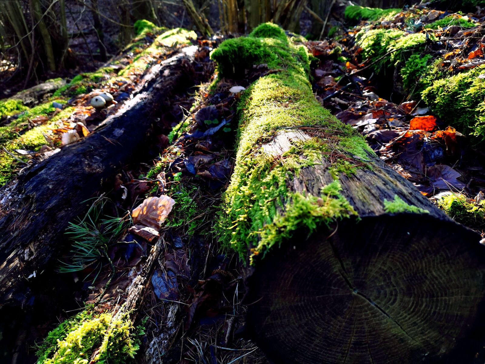 HUAWEI LYA-L29 sample photo. Log, moss, green photography